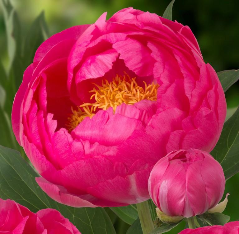 Пион Cytherea — изображение 2