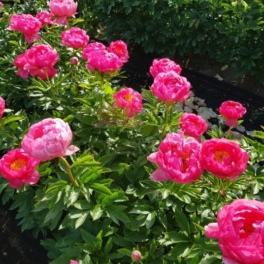 Пион Cytherea — изображение 3