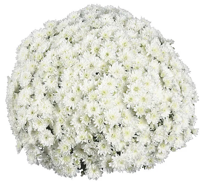 Хризантема мультифлора Фаер Уайт С2