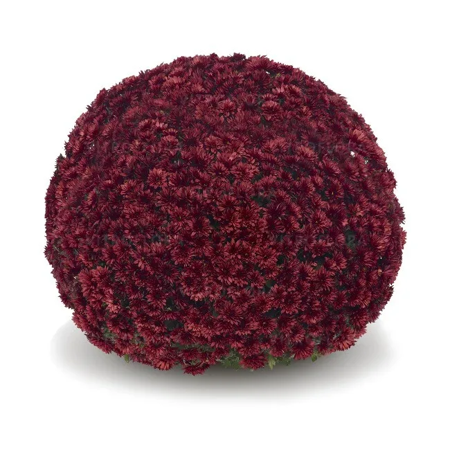 Хризантема мультифлора Адуро Ред С2