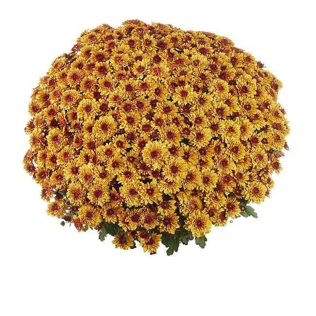 Хризантема мультифлора Банкет Ред Биколор С2 — изображение 3