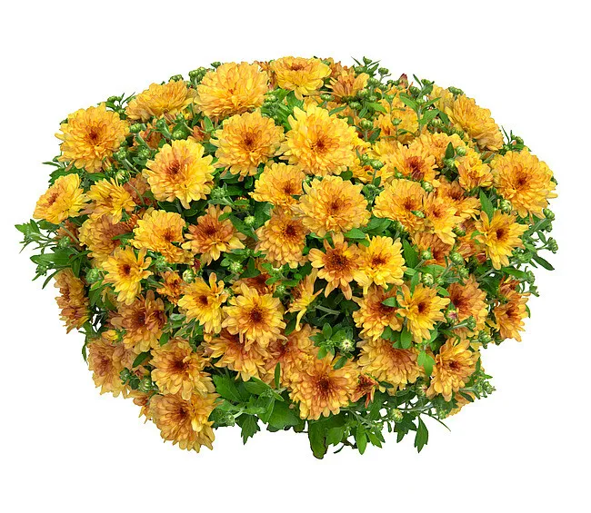 Хризантема мультифлора Дитто Априкот С2