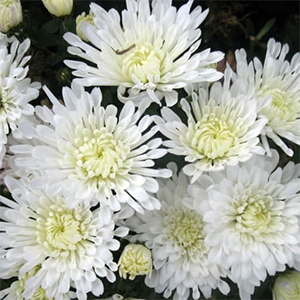 Хризантема мультифлора Фаер Уайт С2 — изображение 2