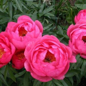 Пион Cytherea