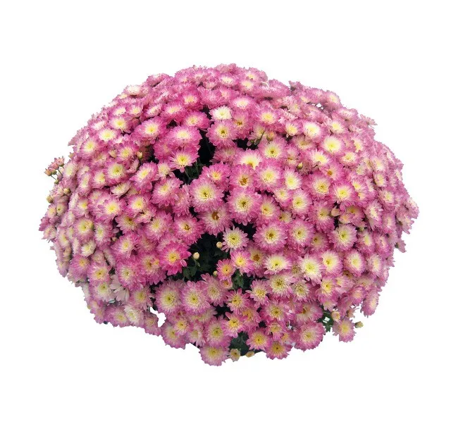 Хризантема мультифлора Шор Эпплблоссом С2