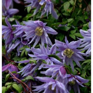 Клематис Сесиль Р9