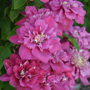 Клематис Хот Киссес ОКС