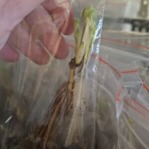 Клематис Мария Качинская ОКС