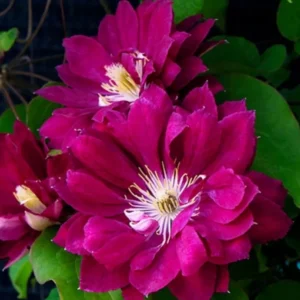 Клематис Акафуджи ОКС