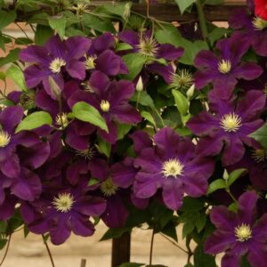 Клематис Варшавская Найк ОКС