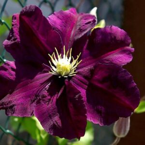 Клематис Варшавская Найк ОКС