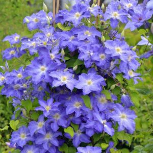Клематис Стефан Франчак ОКС
