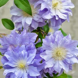 Клематис Азур Болл ОКС