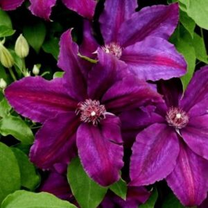 Клематис Каспер ОКС