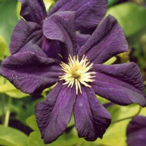 Клематис Романтика ОКС