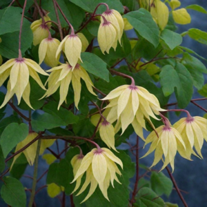 Клематис Голден Сюрпрайс Р9