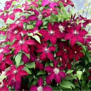 Клематис Перида ОКС