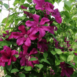 Клематис Перида ОКС