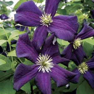 Клематис Романтика ОКС