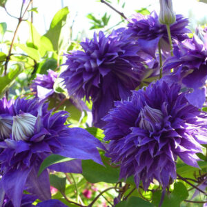 Клематис Мульти Блю ОКС
