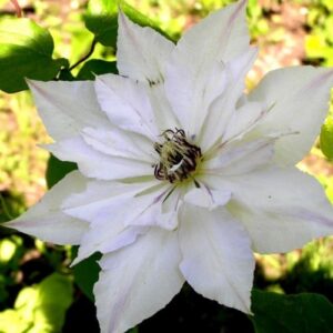 Клематис Матка Седлиска ОКС