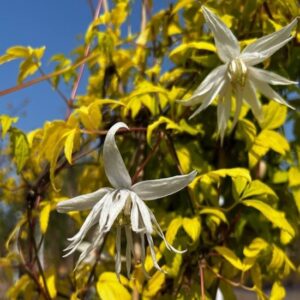 Клематис Люминос Сноу Р9