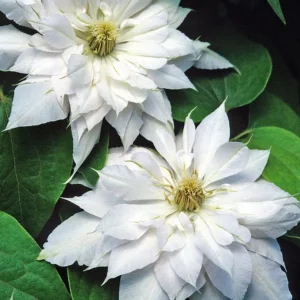 Клематис Матка Седлиска ОКС