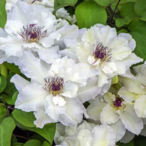 Клематис Мария Качинская ОКС