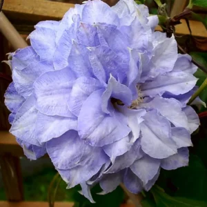 Клематис Мазури ОКС