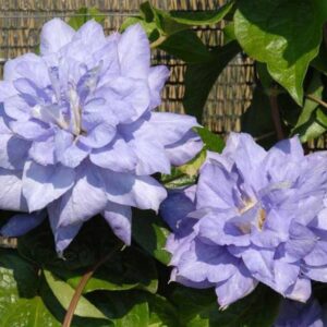 Клематис Мазури ОКС