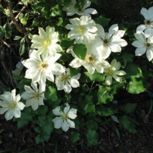 Клематис Мунлайт Елоу Квин Р9