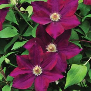 Клематис Мазовше Вулкано ОКС