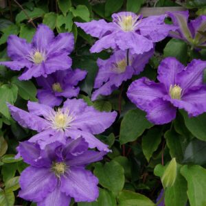 Клематис Лазурстерн ОКС