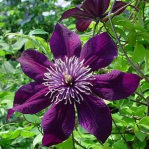 Клематис Пантер Р9