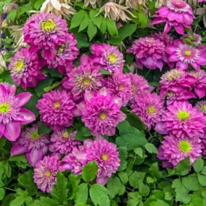 Клематис Кайзер ОКС