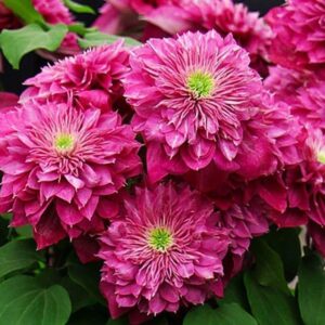 Клематис Кайзер ОКС