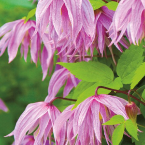 Клематис Пинк Дрим Р9
