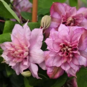 Клематис Инносент Глэнс ОКС