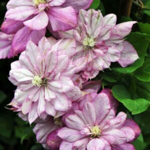 Клематис Инносент Глэнс ОКС