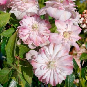 Клематис Инносент Блаш ОКС