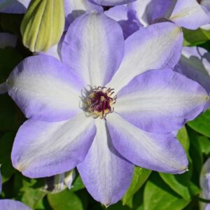 Клематис Иван Олссон ОКС