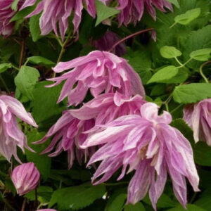 Клематис Пинк Дрим Р9