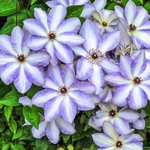 Клематис Иван Олссон ОКС