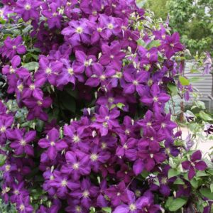 Клематис Джекмани ОКС