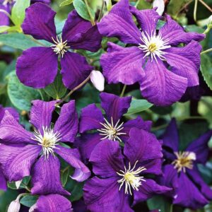 Клематис Джекмани ОКС