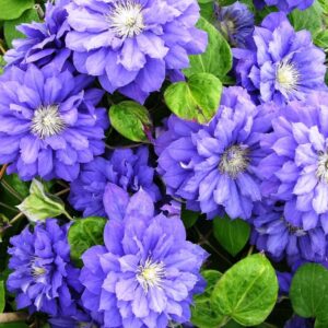 Клематис Kири Те Канава ОКС