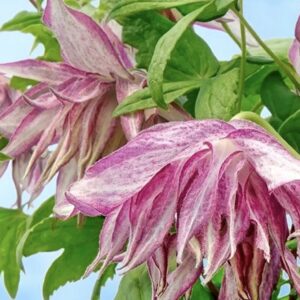 Клематис Пинк Сюрпрайз Р9