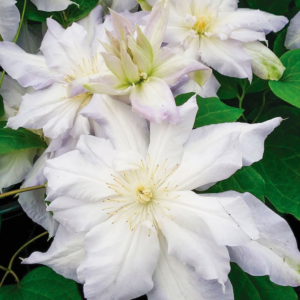 Клематис Халцедония ОКС