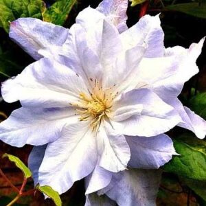 Клематис Халцедония ОКС