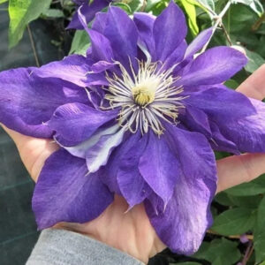 Клематис Даниэль Деронда ОКС